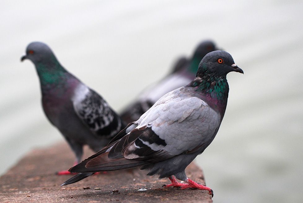 FUMIPLUS - reubicaciónAves urbanas, panales y reubicación de fauna silvestre