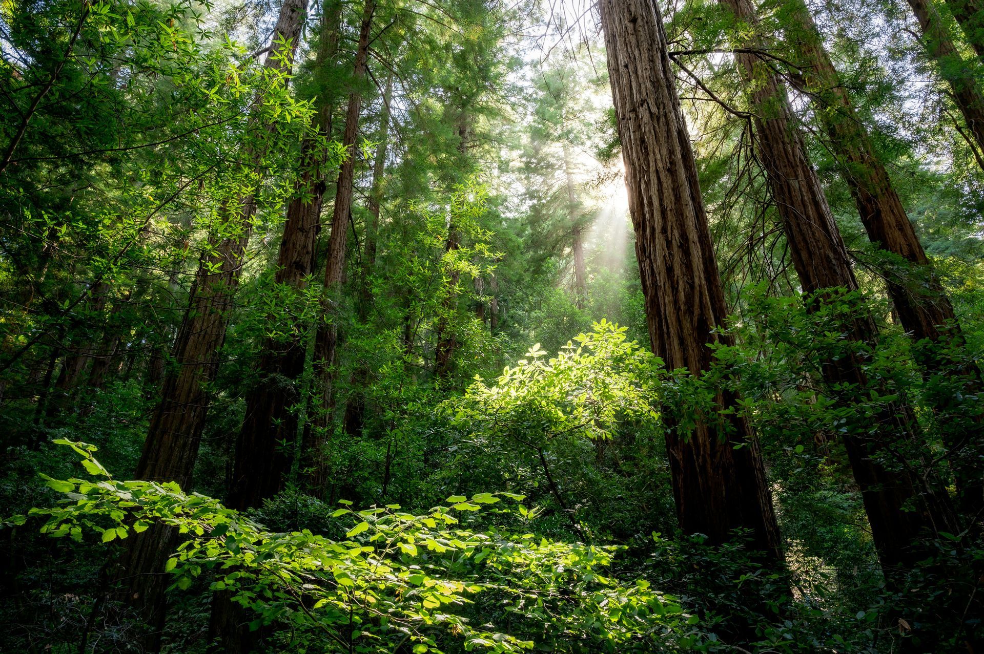 Sunlight filters through the tall, textured trunks of a lush, green redwood forest.