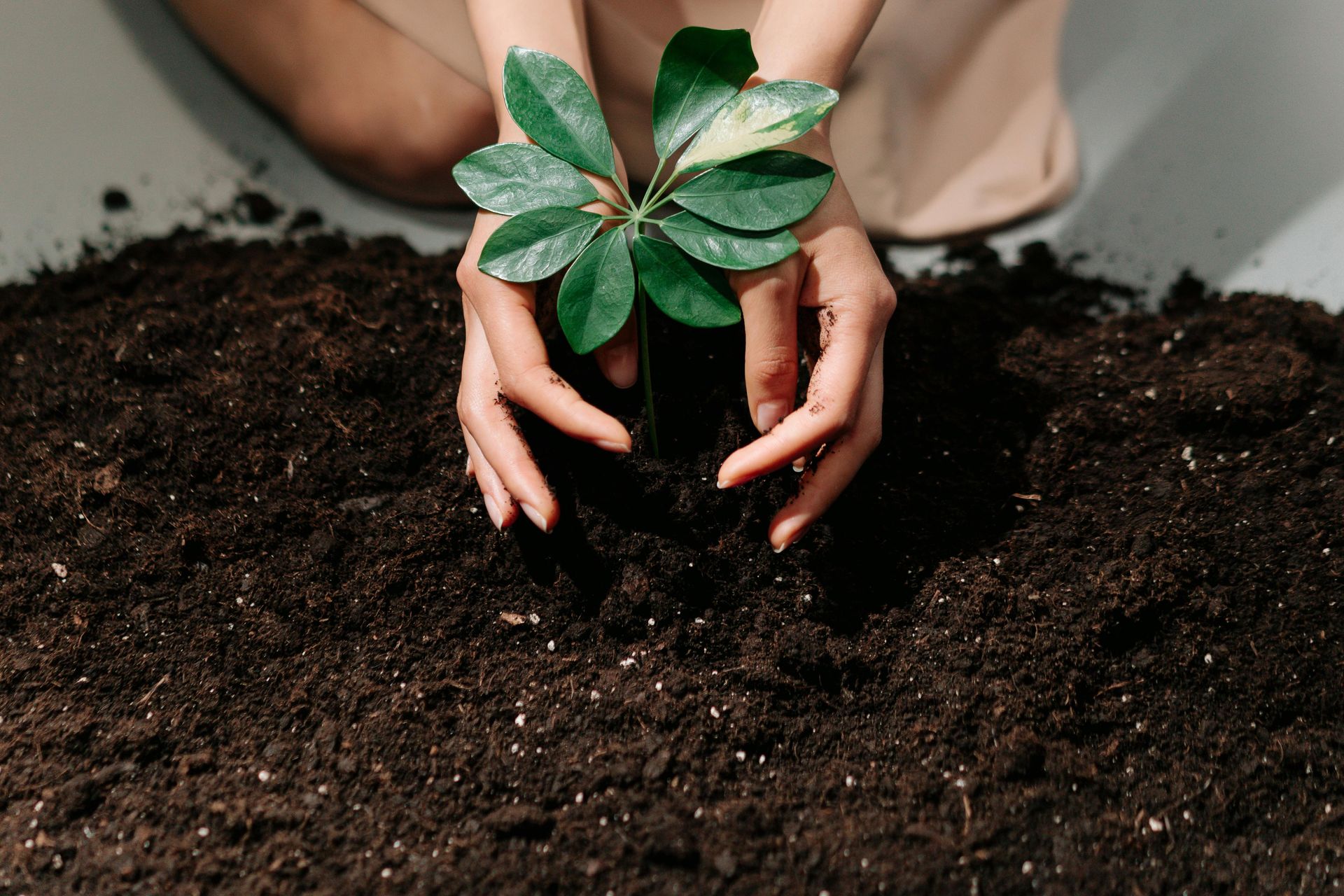 Hands gently press dark potting soil around the base of a small, green-leafed plant.