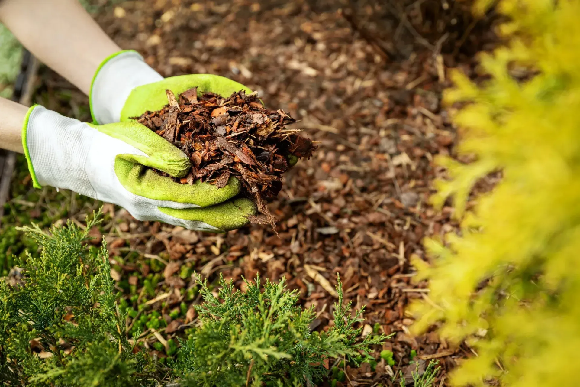 A person is holding a pile of mulch in their hands.