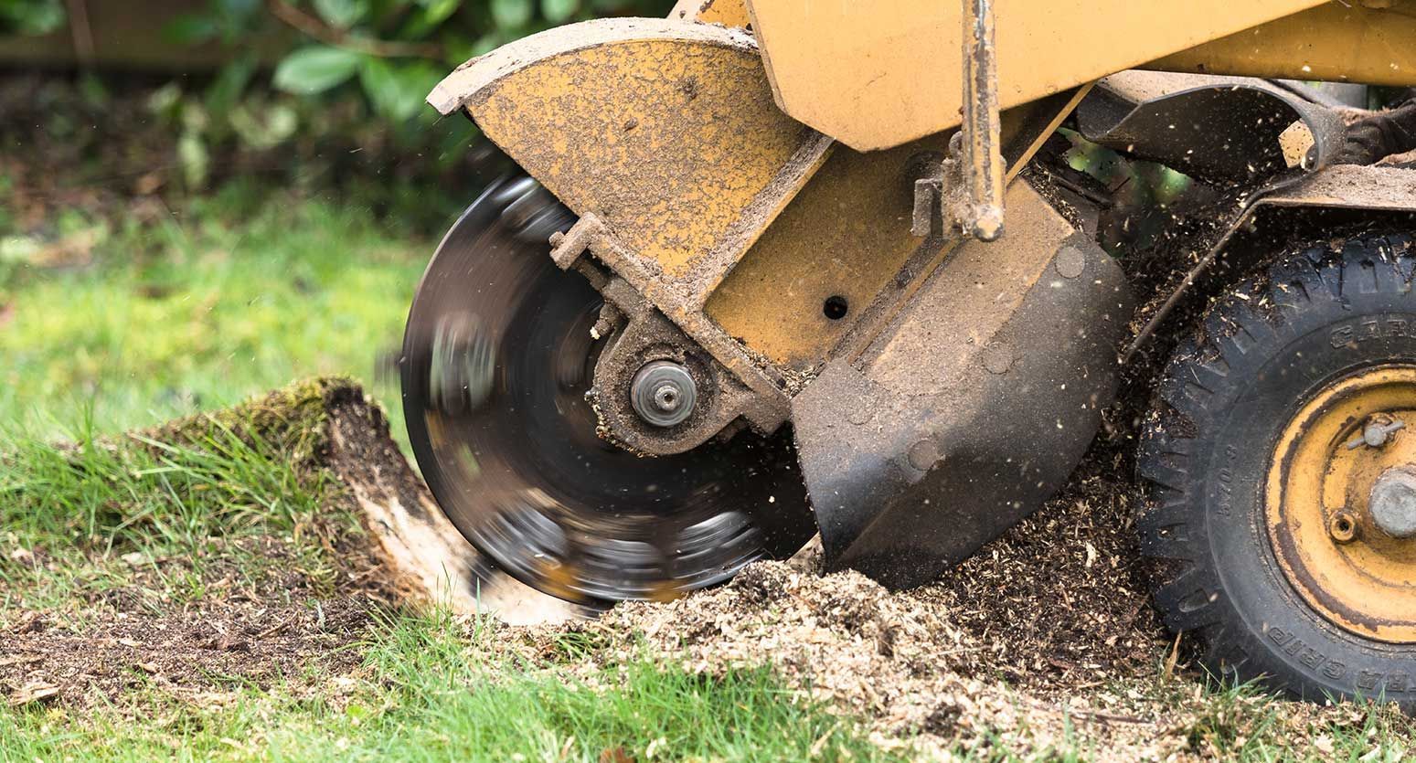 A stump grinder is cutting a tree stump in the grass.