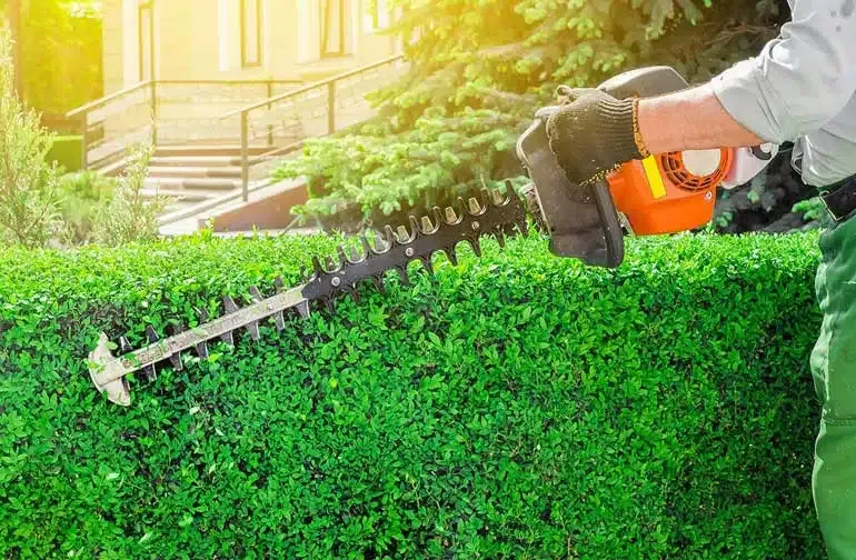 A man is cutting a hedge with a hedge trimmer.