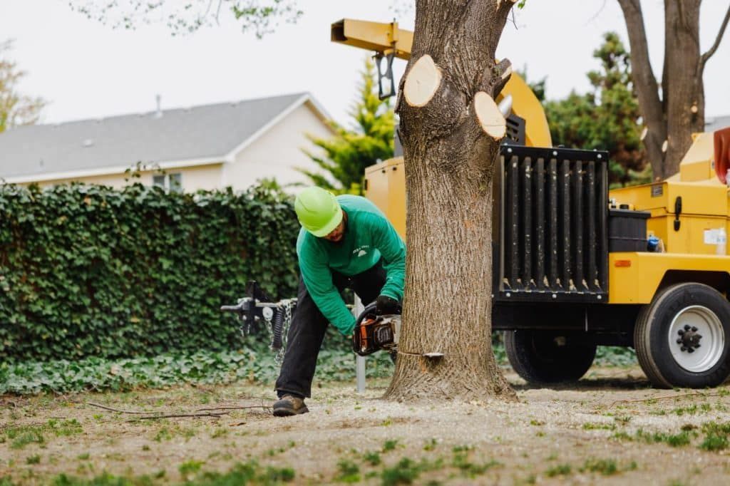 A man is cutting a tree with a chainsaw.