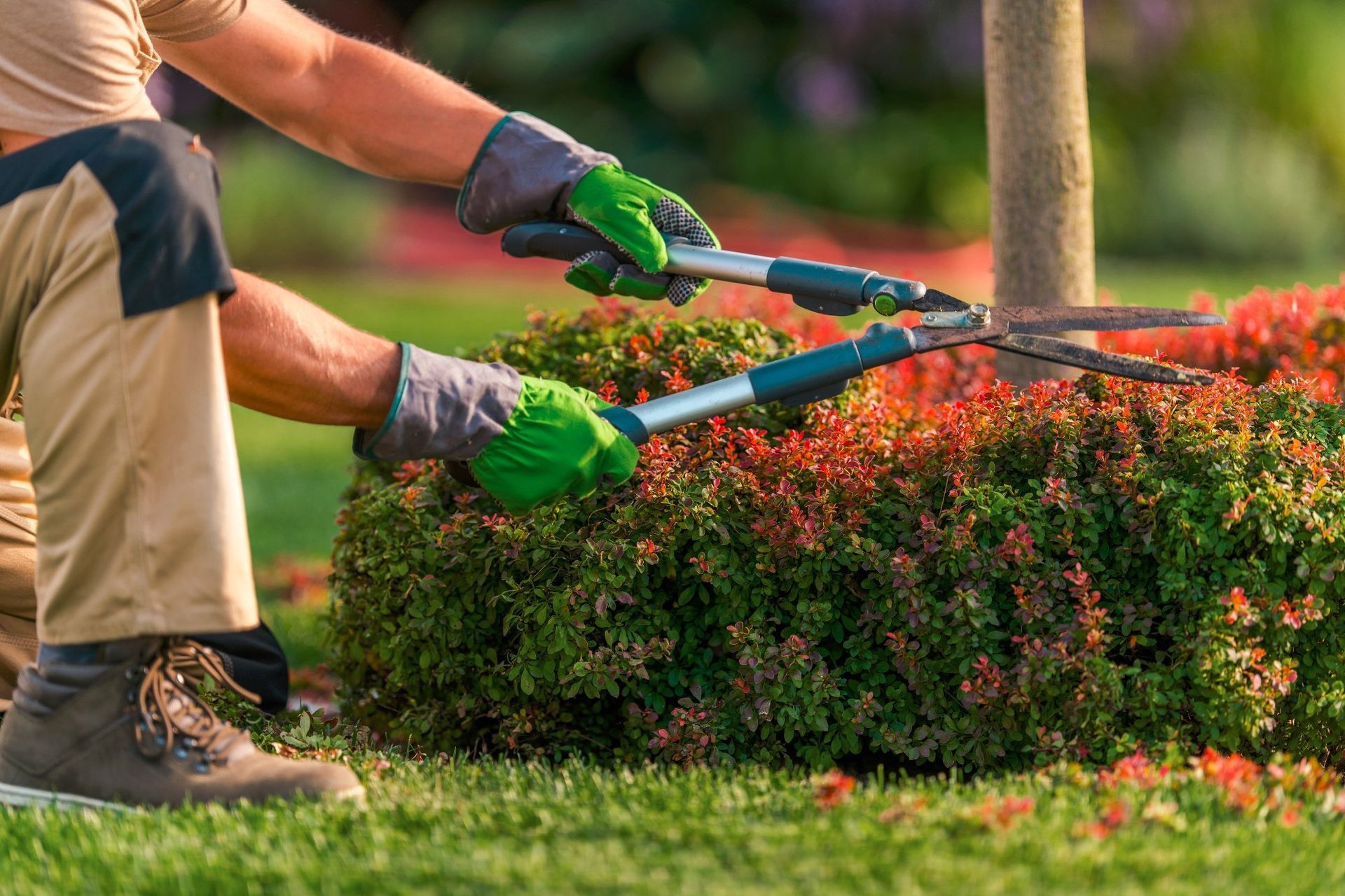 A man is cutting a bush with a pair of scissors.