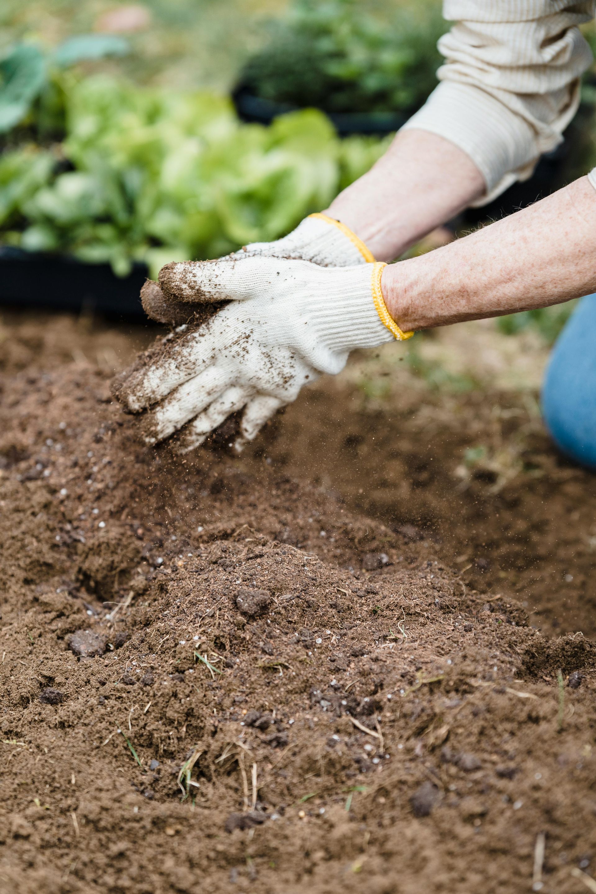 A person wearing gloves is spreading mulch in a garden.