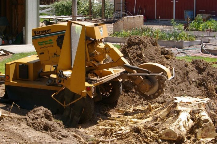 A yellow stump grinder is working on a tree stump