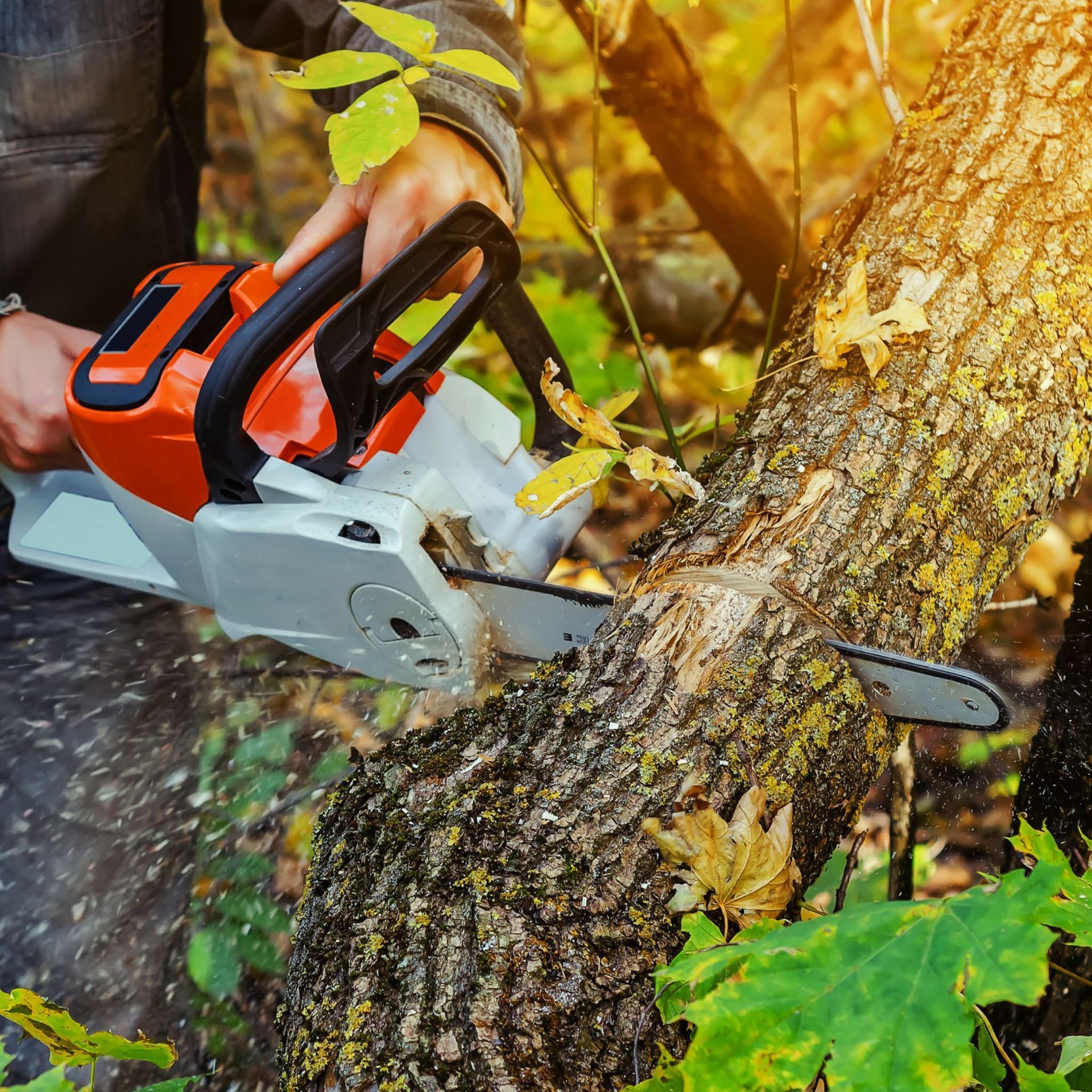 A man is cutting a tree with a chainsaw.