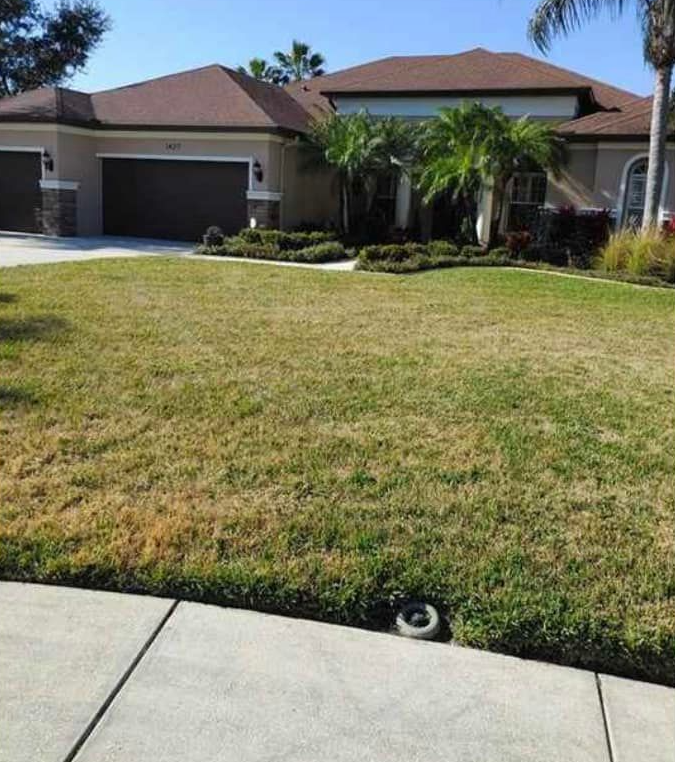 Lawn treatment | Trinity, FL | Seabreeze Pest Control