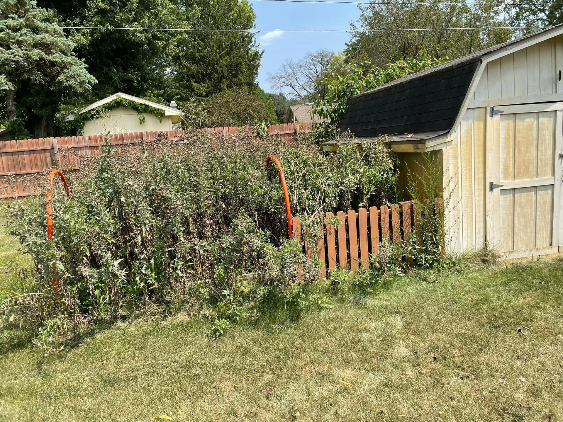 There is a shed in the backyard with a lot of plants growing around it.