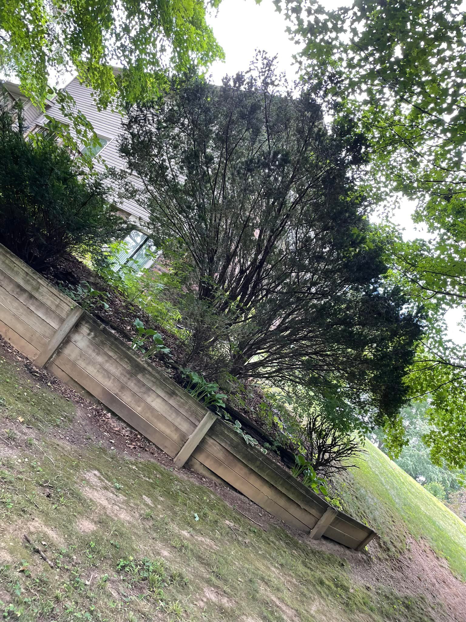 A tree is growing on the side of a wooden fence.