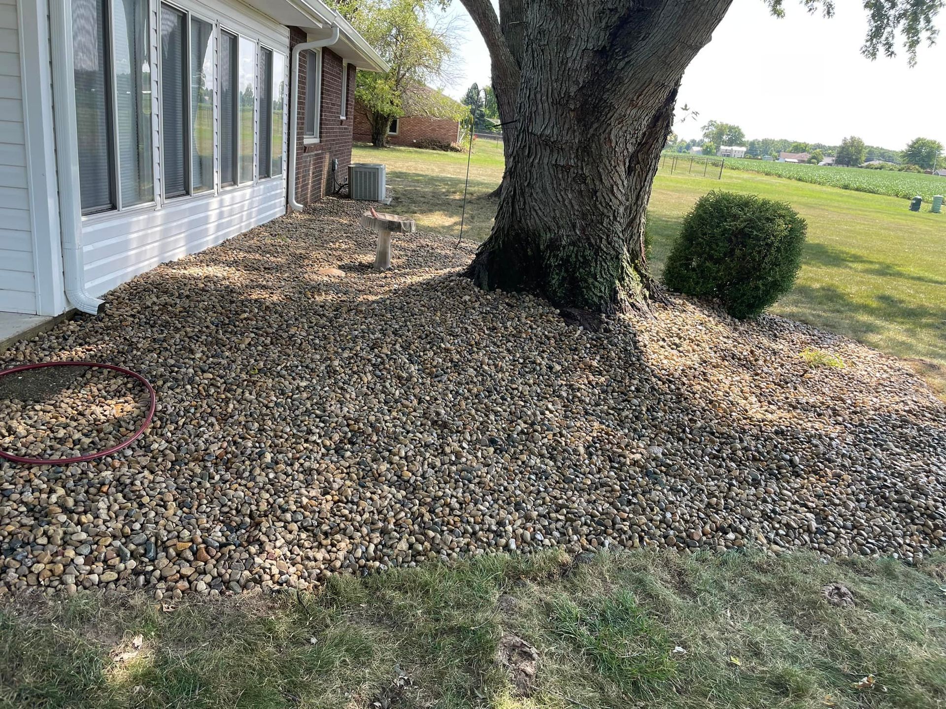 There is a large tree in the middle of the yard next to a house.
