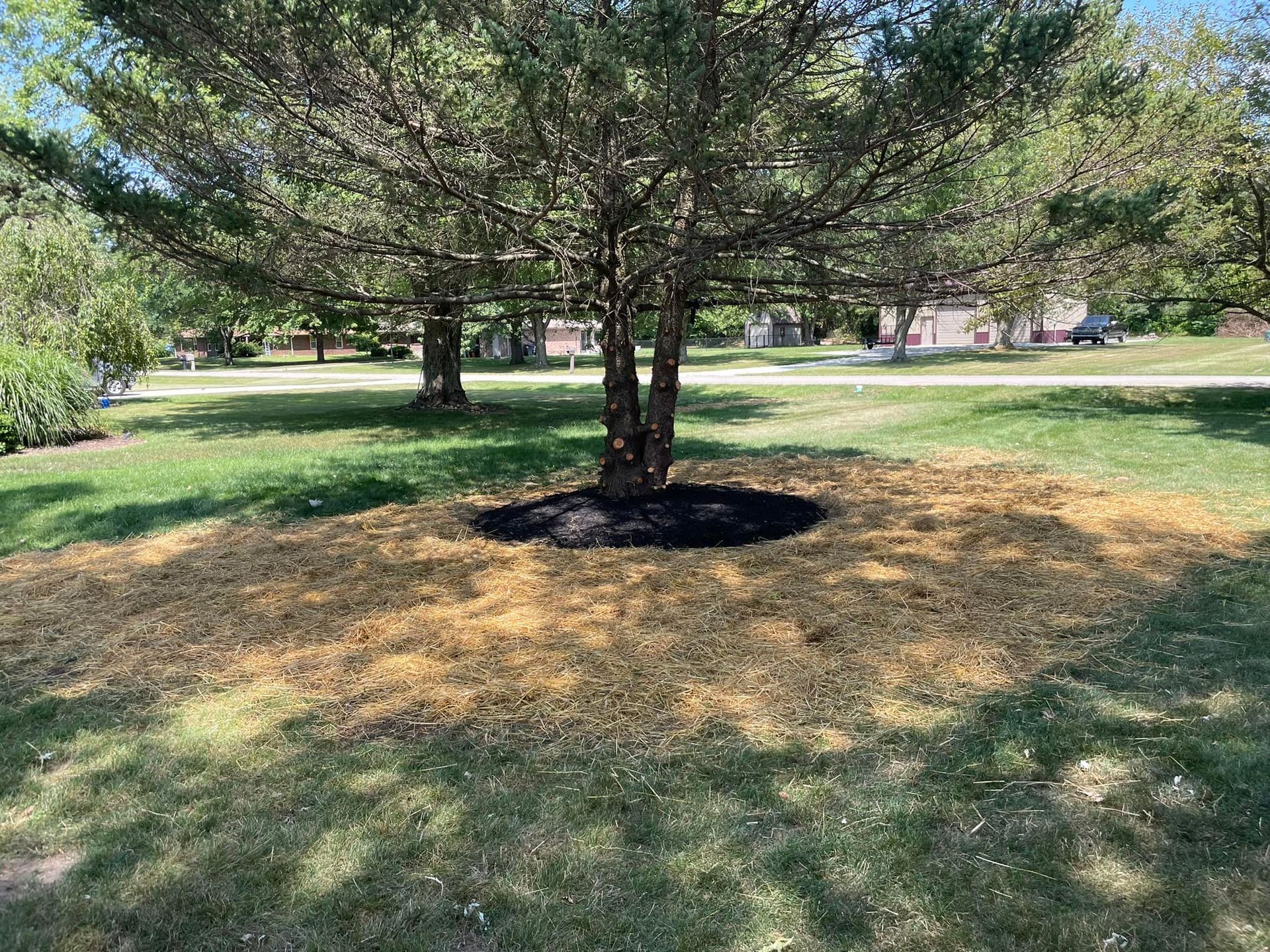 A tree in a park with a lot of mulch around it.