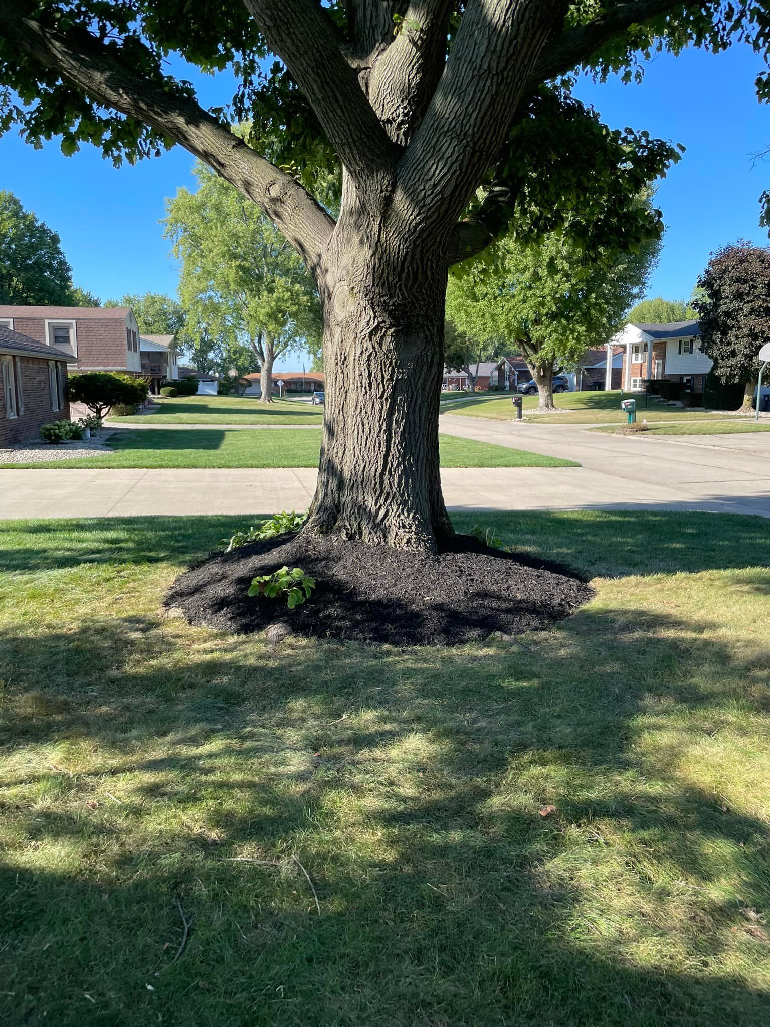 A tree in a residential area with mulch around it