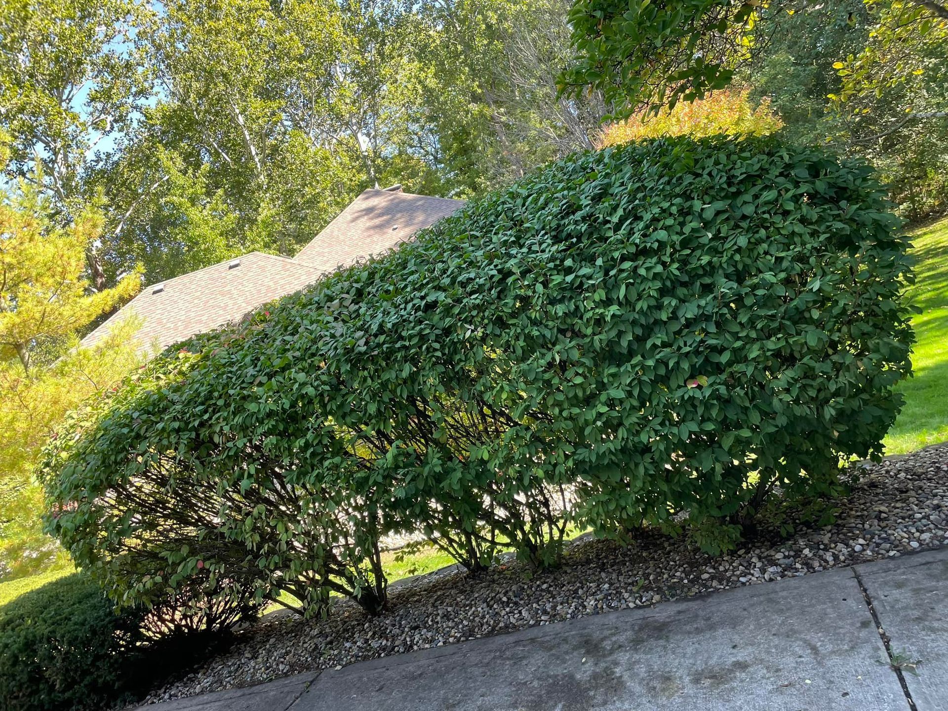 A hedge is sitting on the side of a sidewalk next to a house.