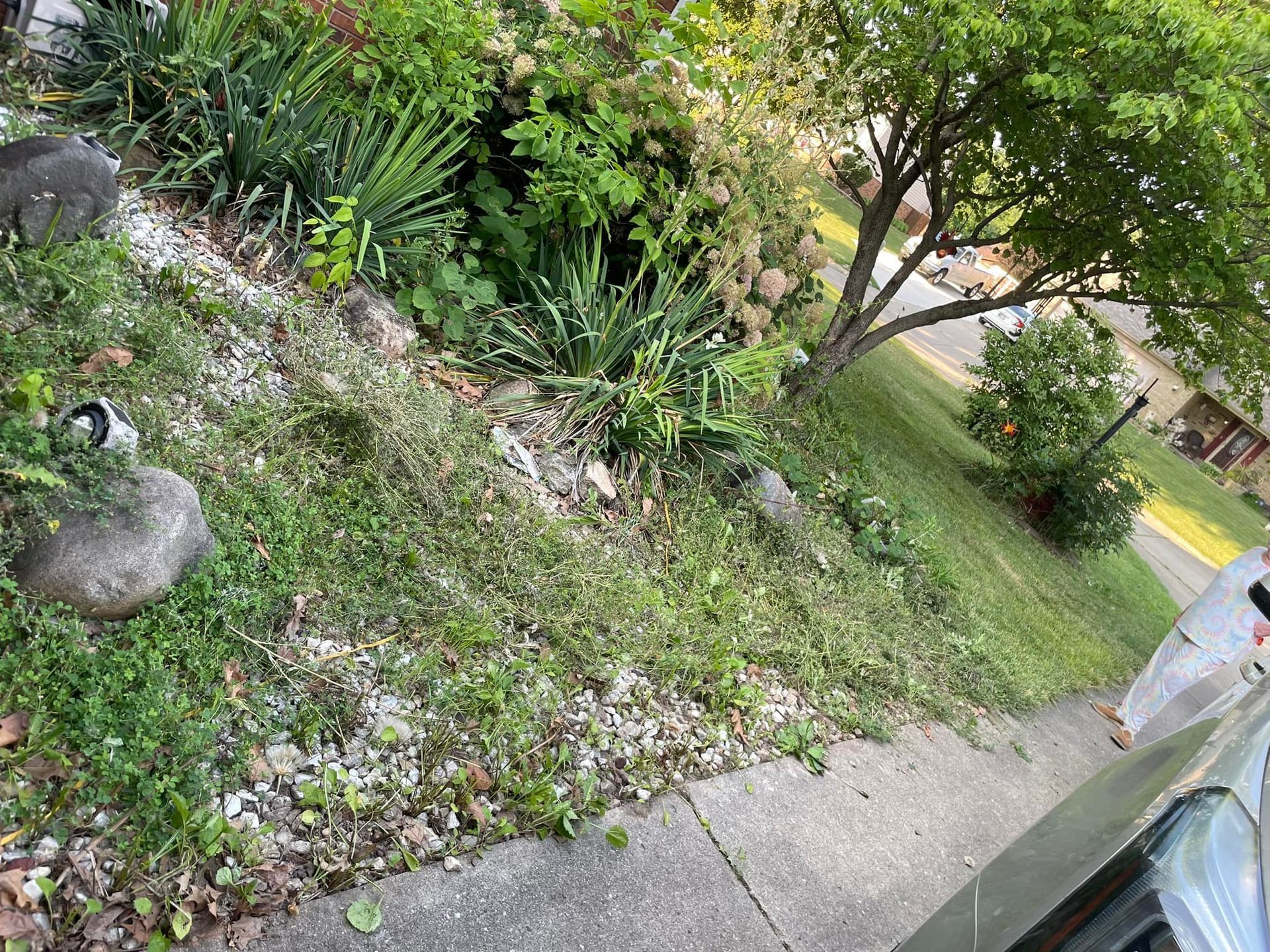 A couple of cats are sitting in the grass next to a tree.
