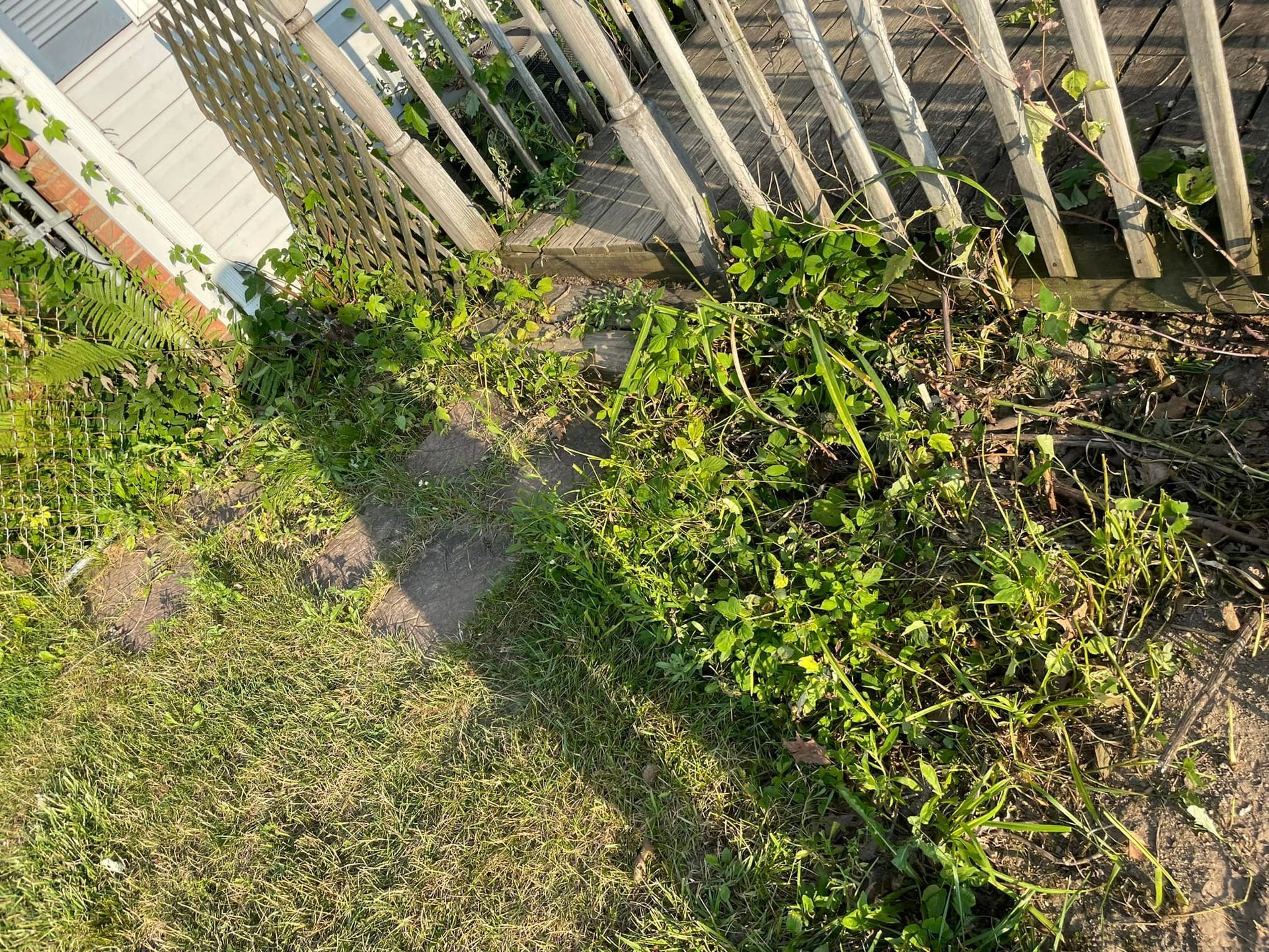 A bunch of plants are growing in the grass next to a fence.