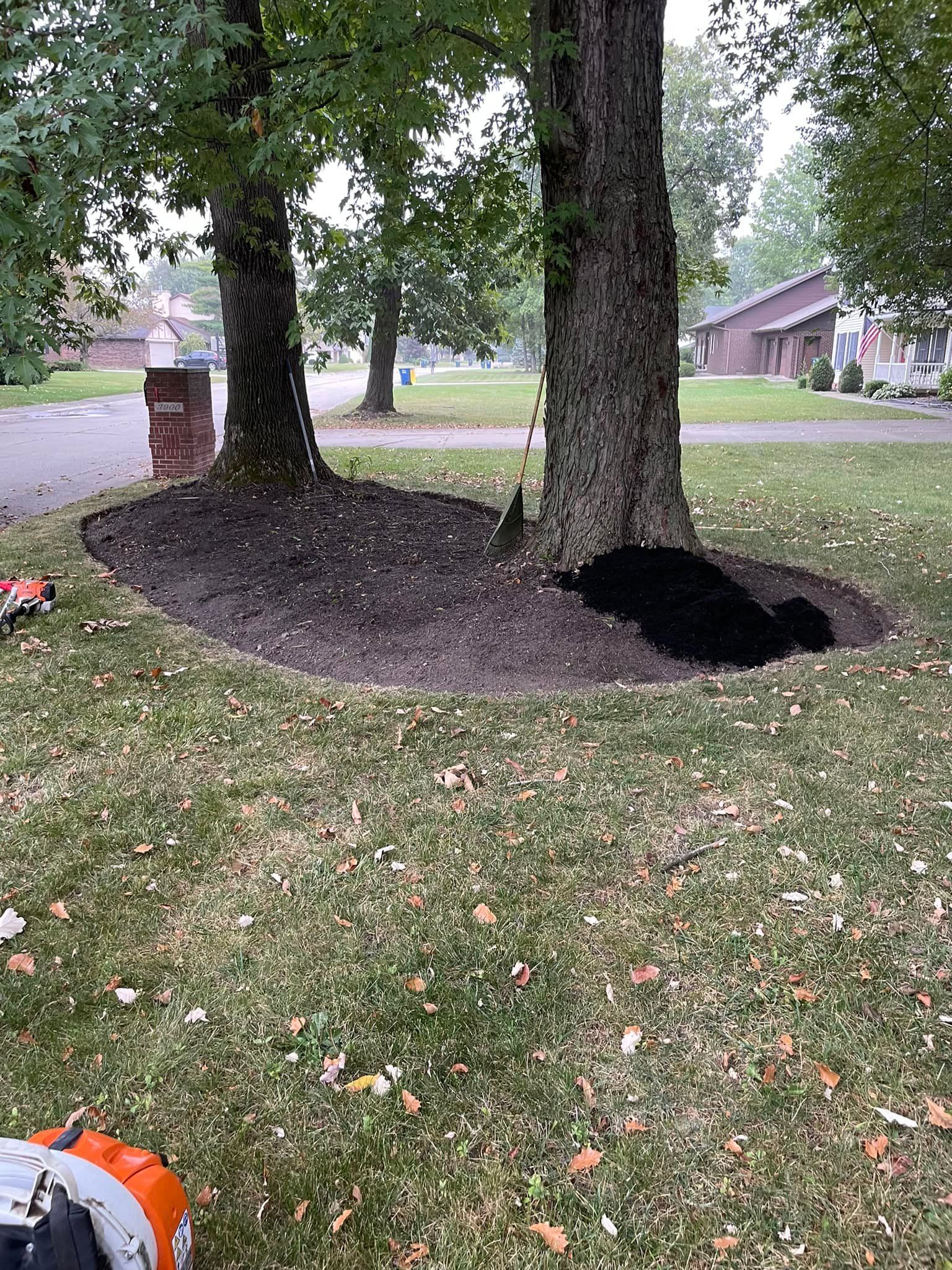 A black bear is laying under a tree in a yard.