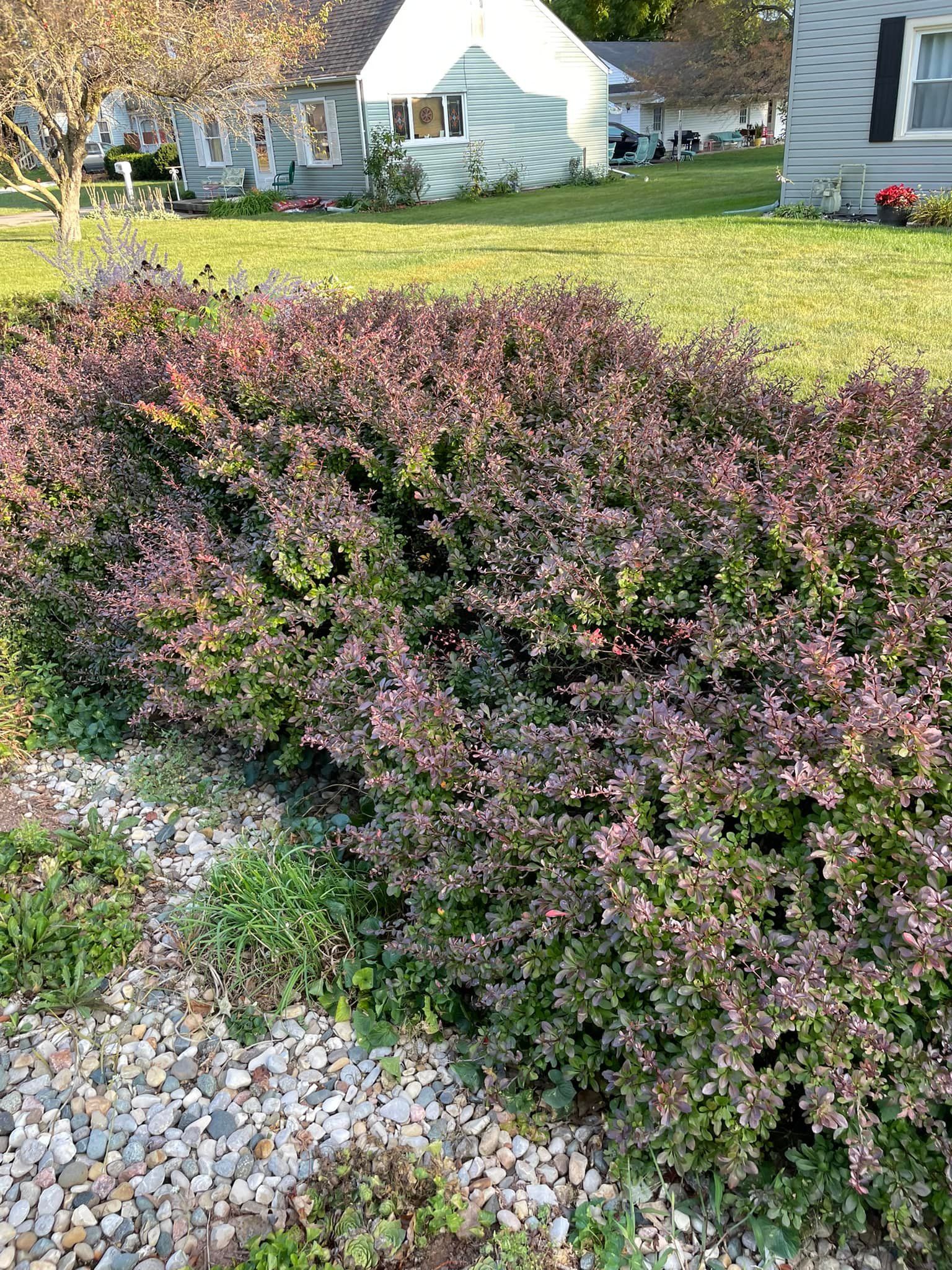 A bush with purple flowers is growing in front of a house.