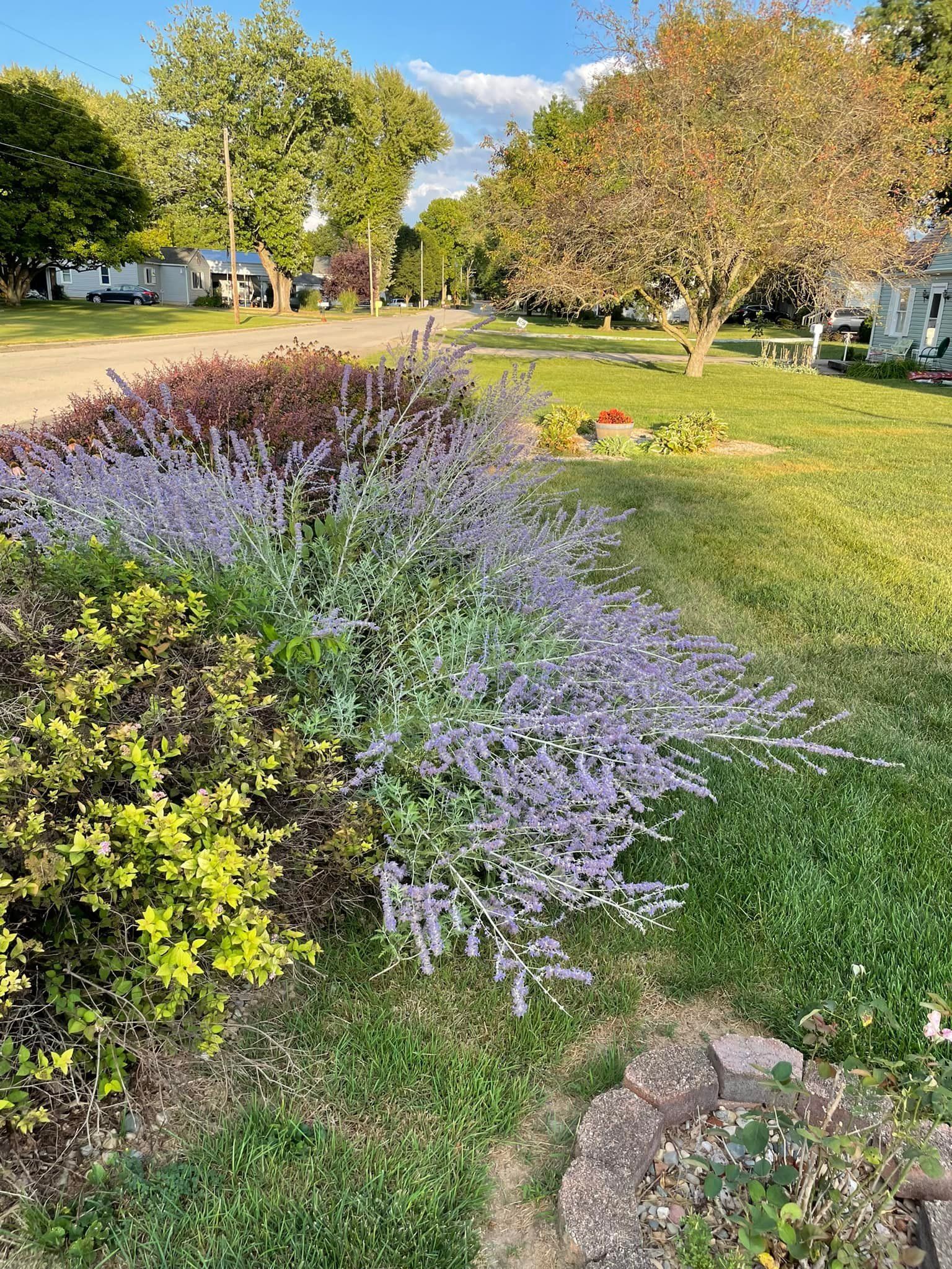 A garden filled with lots of purple flowers and green plants.