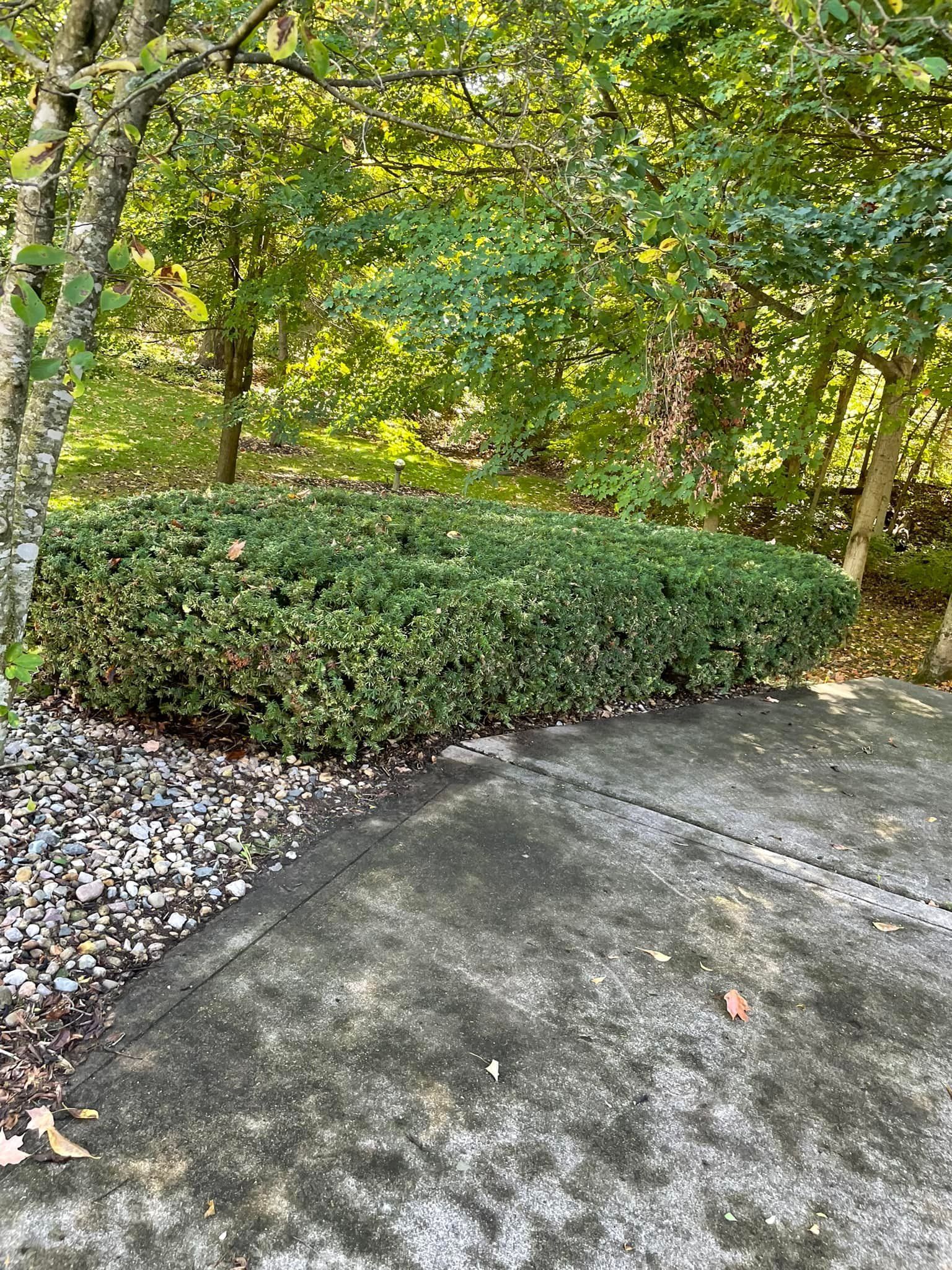 A concrete walkway with a bush in the middle of it.