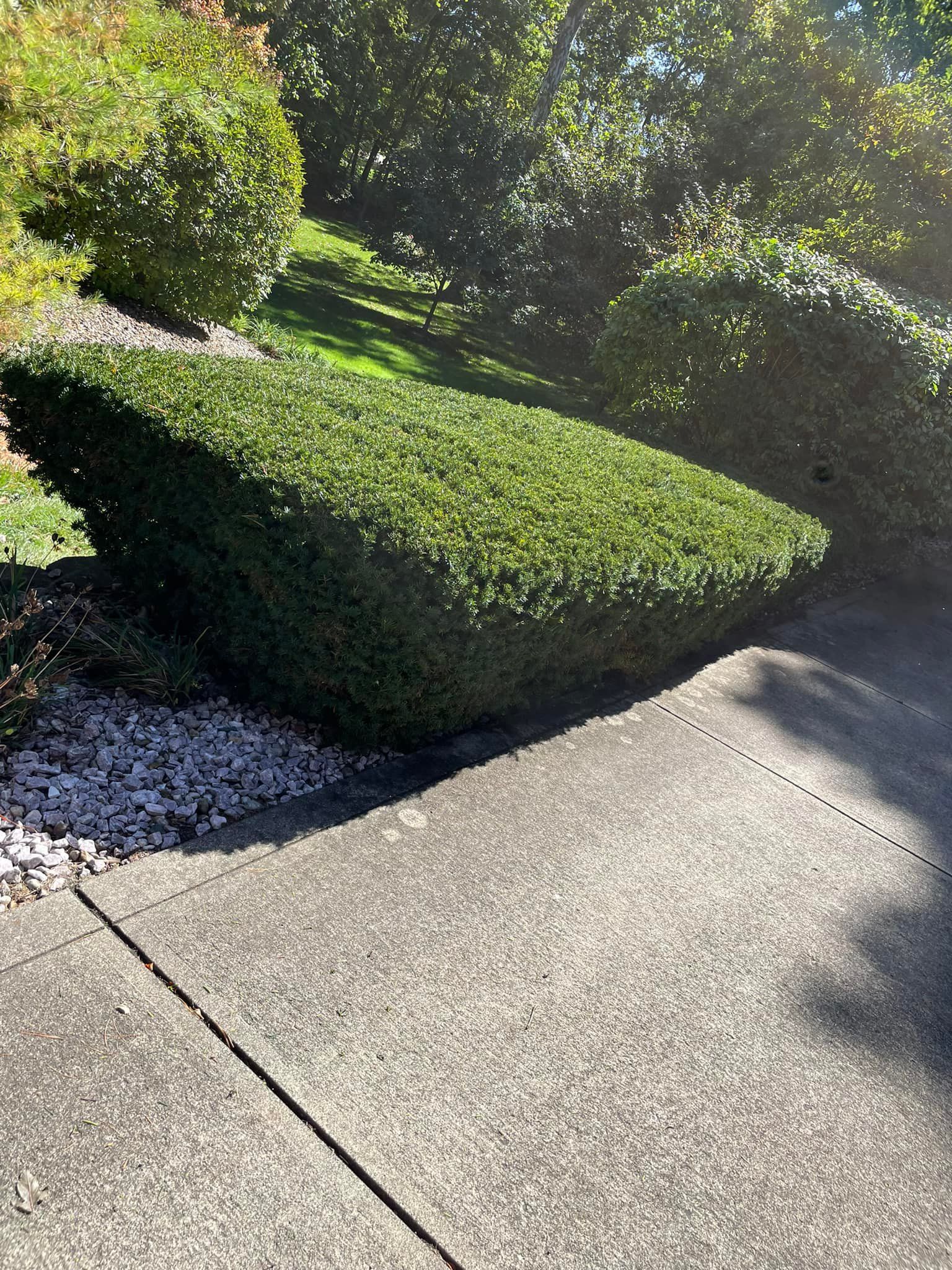 A concrete walkway with a bush on the side of it.