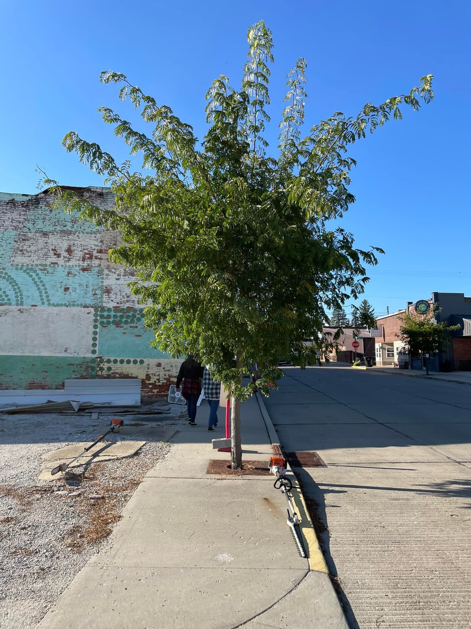 A person walking down a sidewalk next to a tree