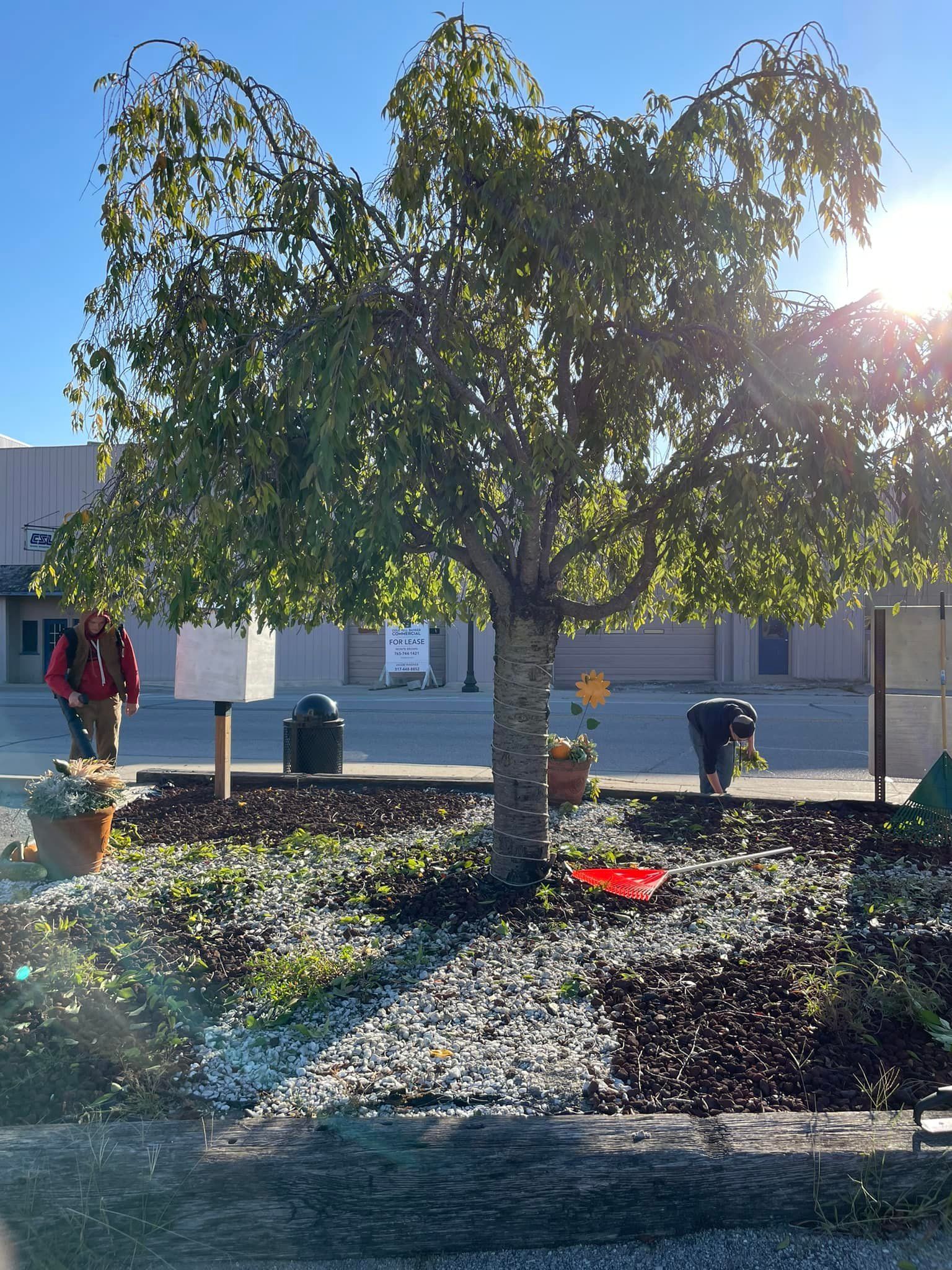 A group of people are working in a garden under a tree.