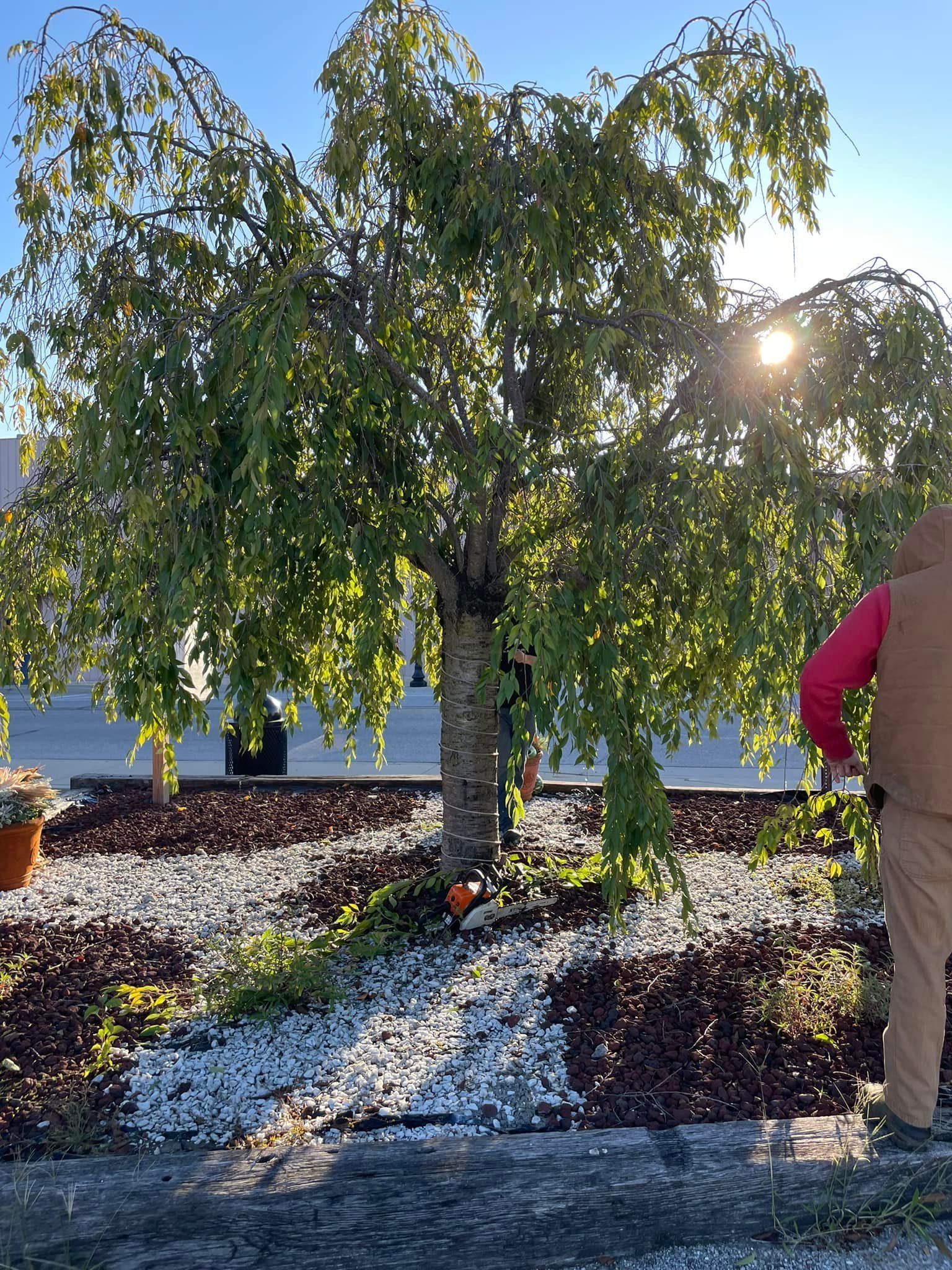 A person is standing in front of a tree with the sun shining through the branches.