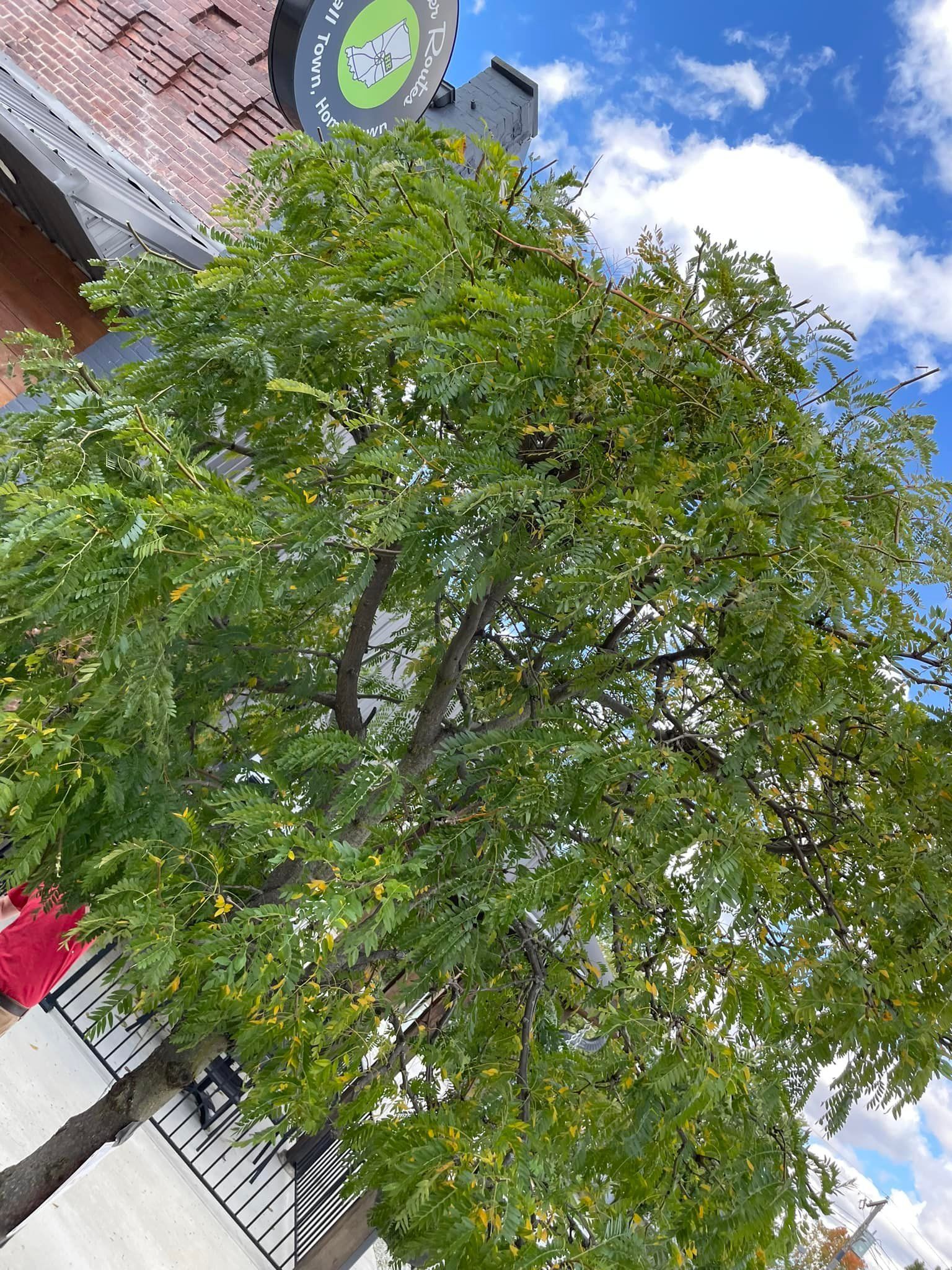 A tree with lots of green leaves is in front of a building.