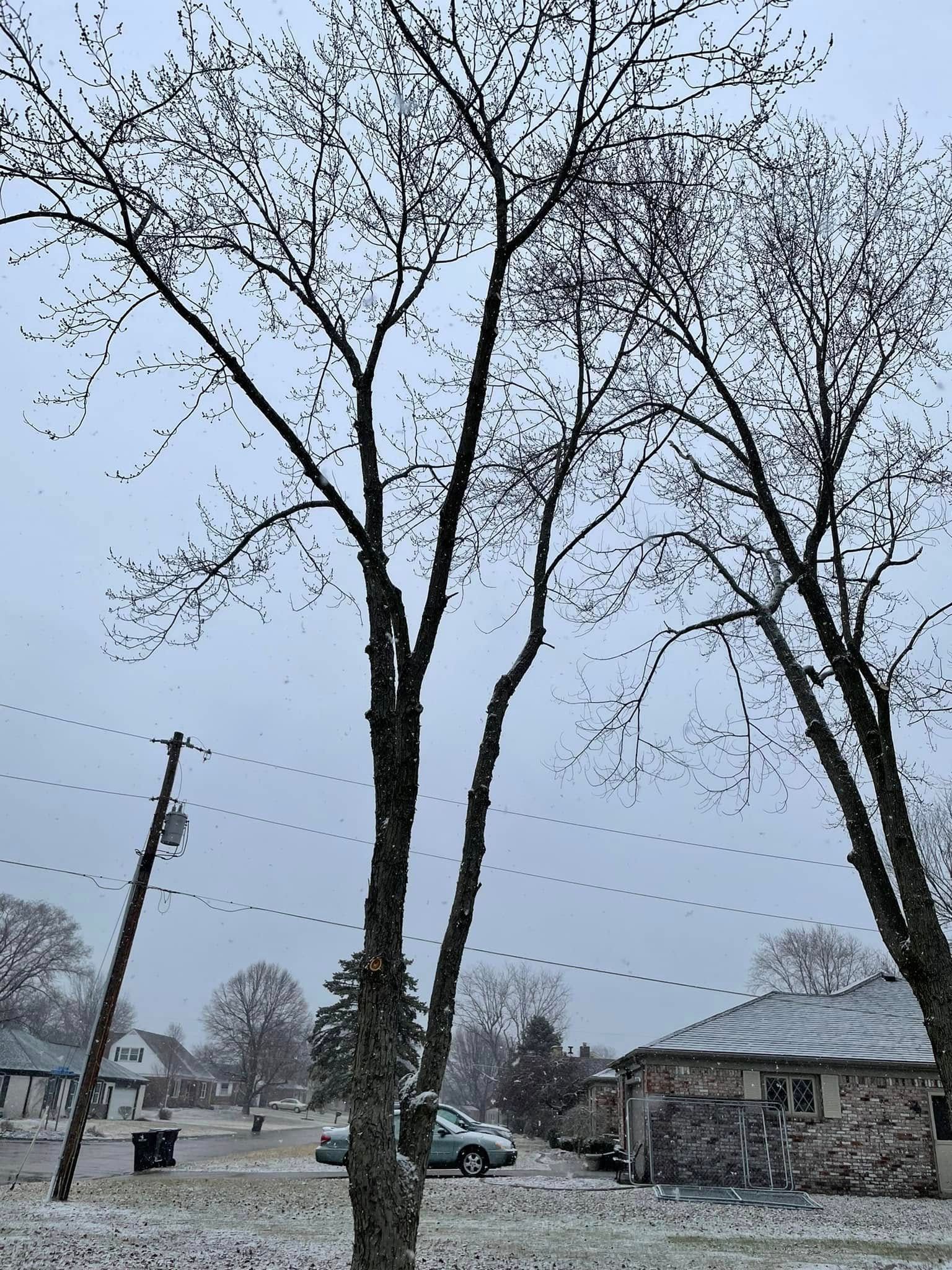 A couple of trees with snow on them in front of a house.