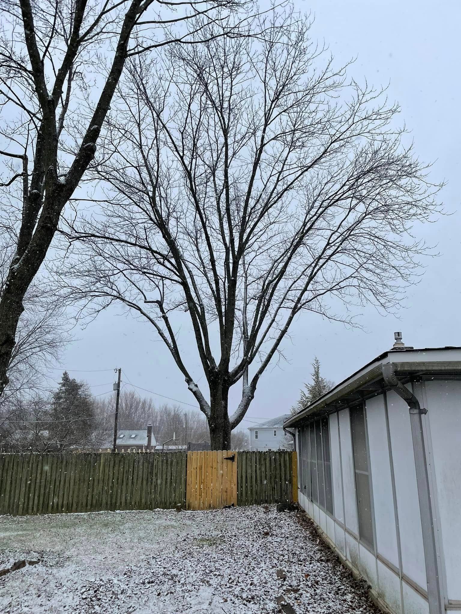 A tree without leaves is in the backyard of a house.