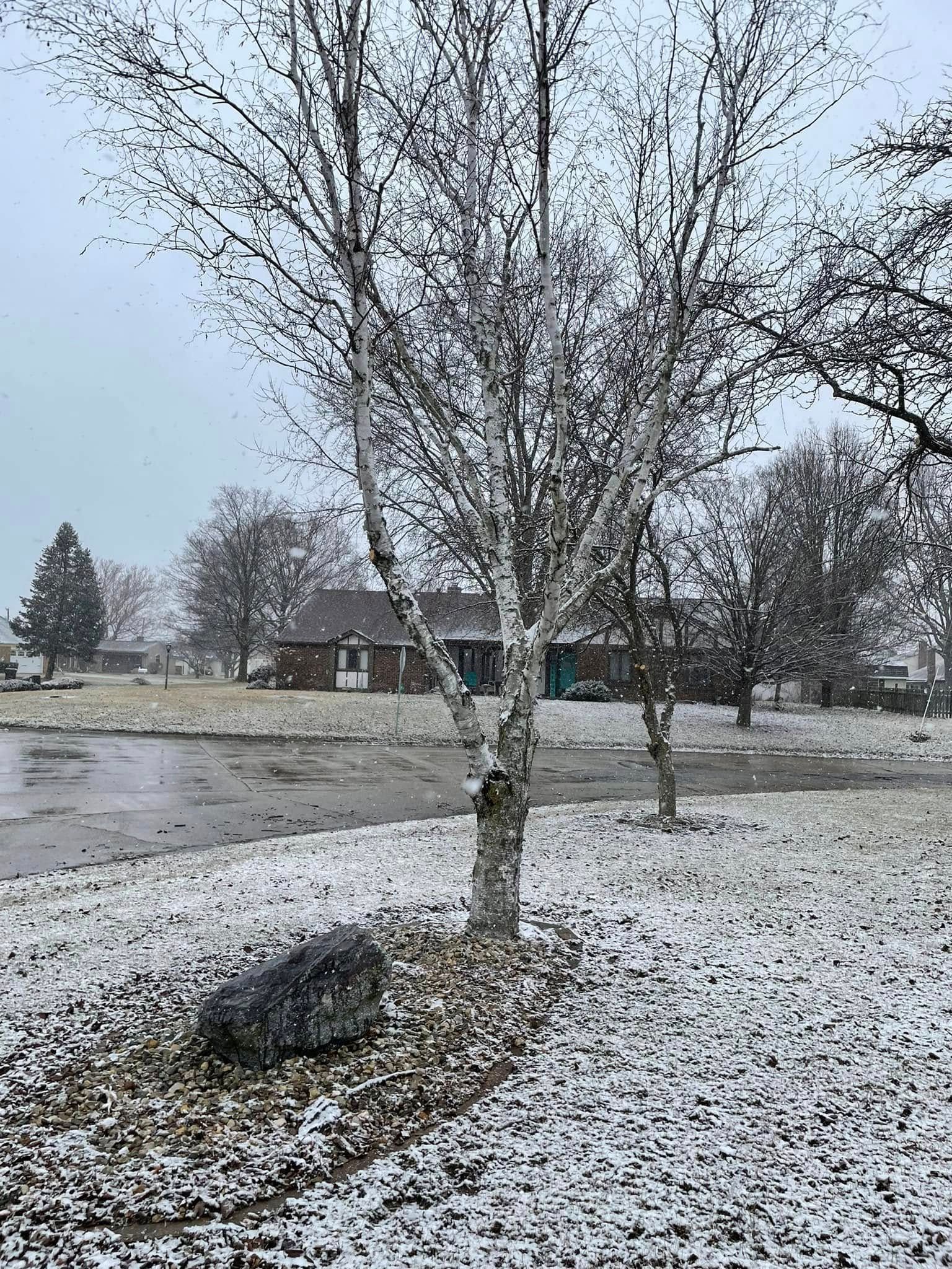 A tree covered in snow in a yard with a house in the background.