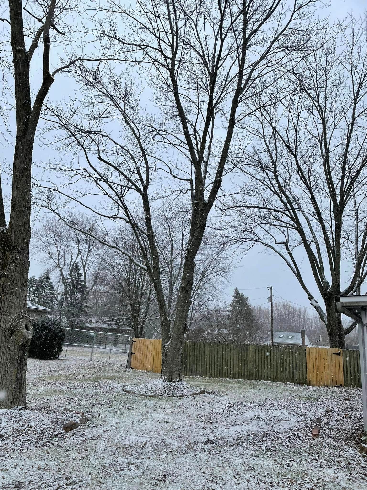 A snowy yard with trees and a wooden fence.