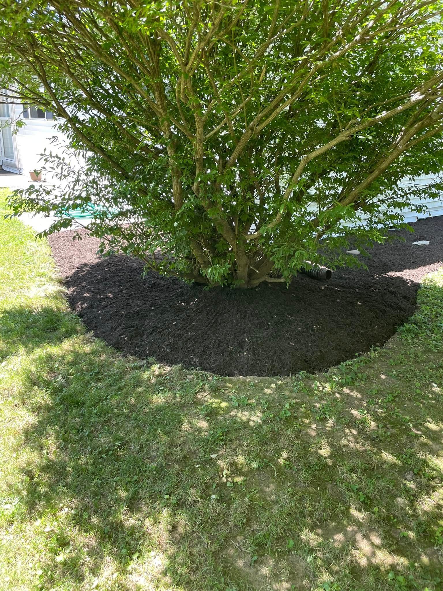 A tree is surrounded by mulch in a yard.