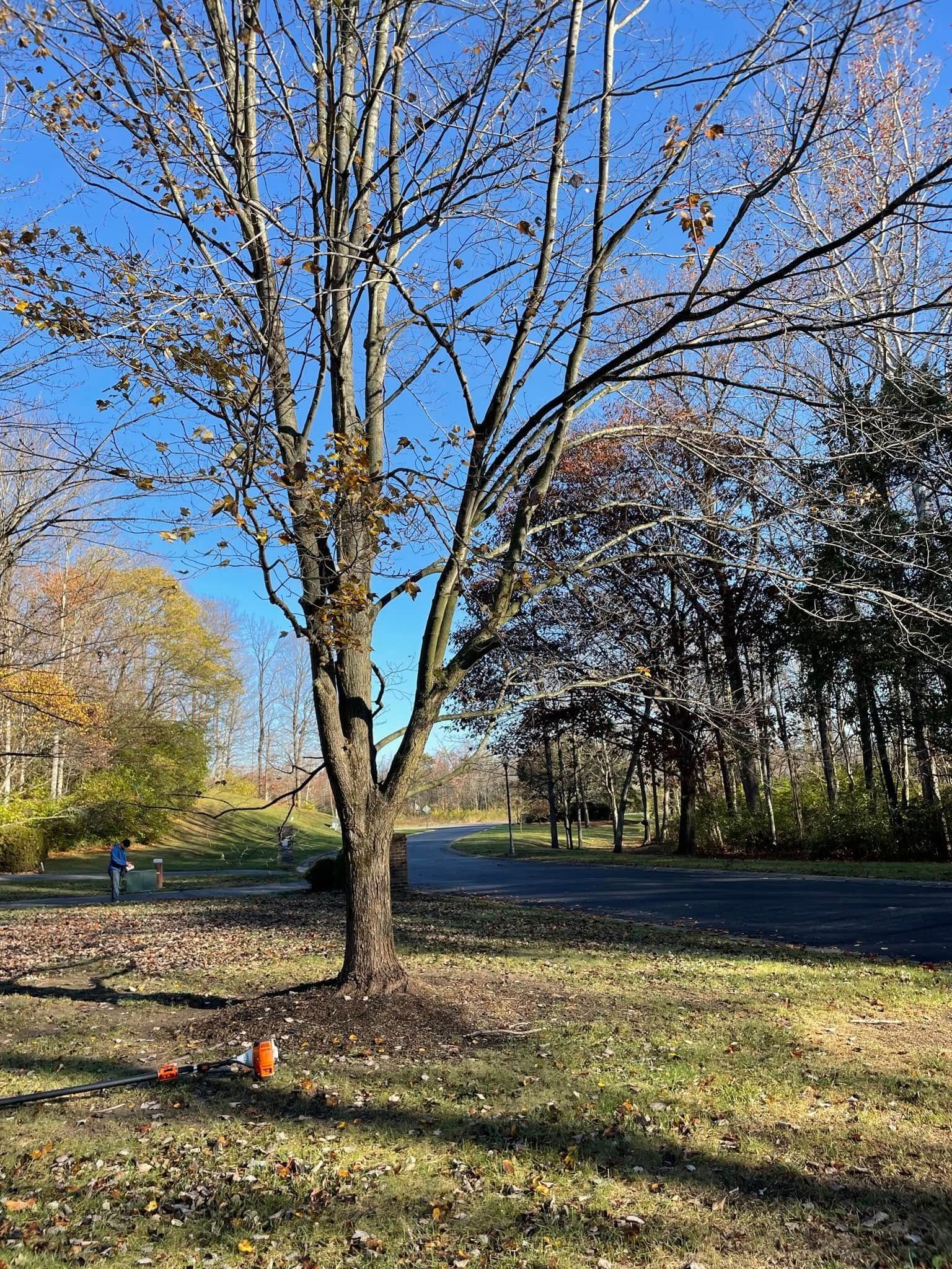 A tree with no leaves is in the middle of a park next to a road.