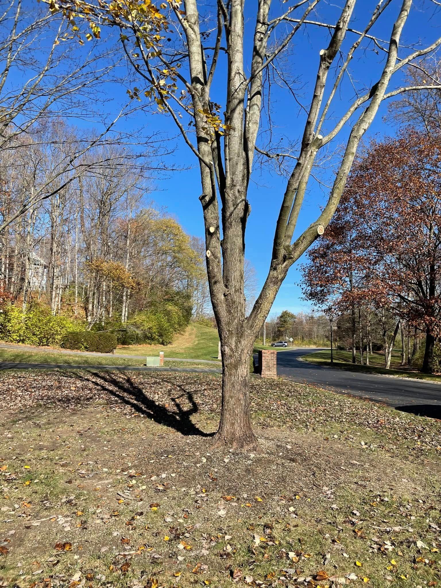 A tree without leaves is in the middle of a field next to a road.