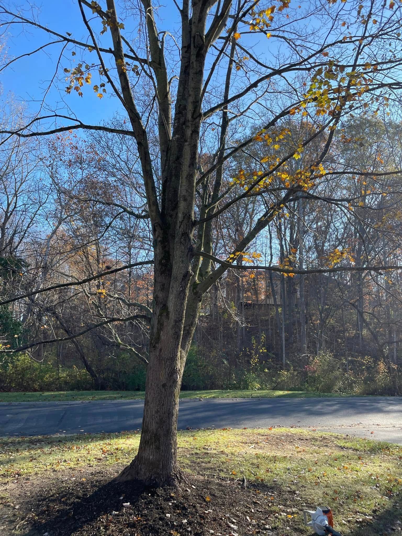 A tree without leaves is in the middle of a field next to a road.