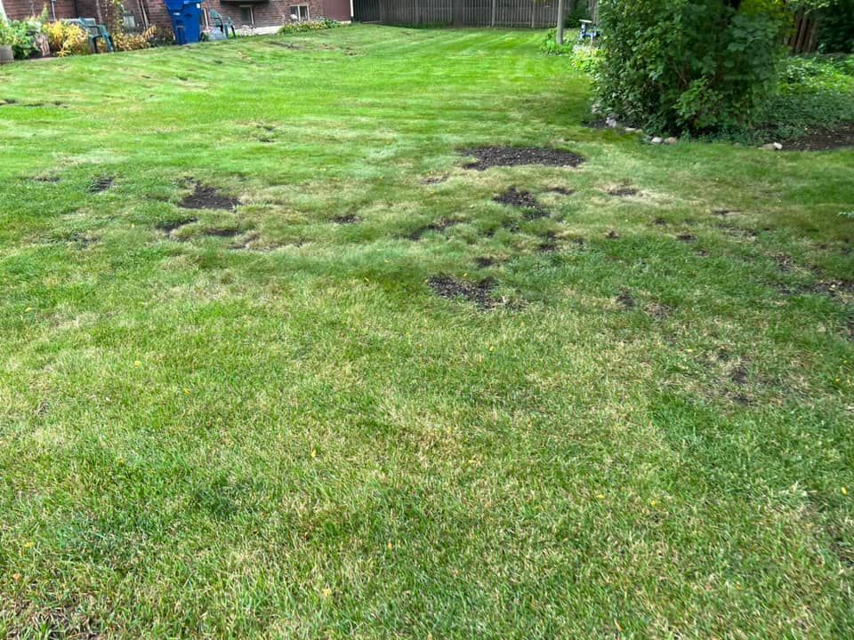 A lush green lawn with holes in it and a house in the background.