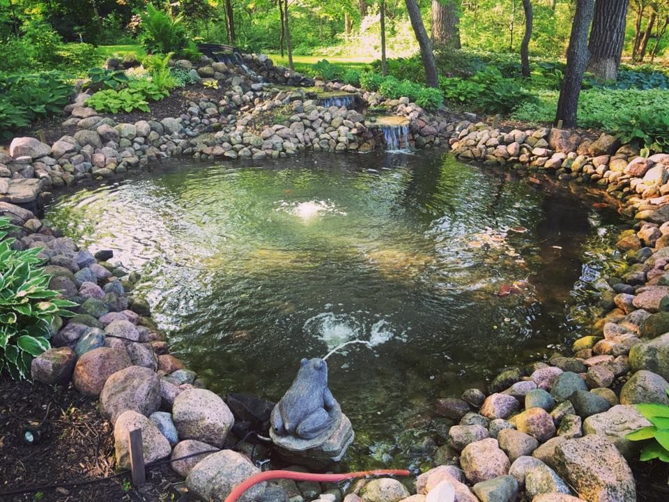 Pond in a garden, surrounded by rocks and lush greenery. A small waterfall and frog statue are present.