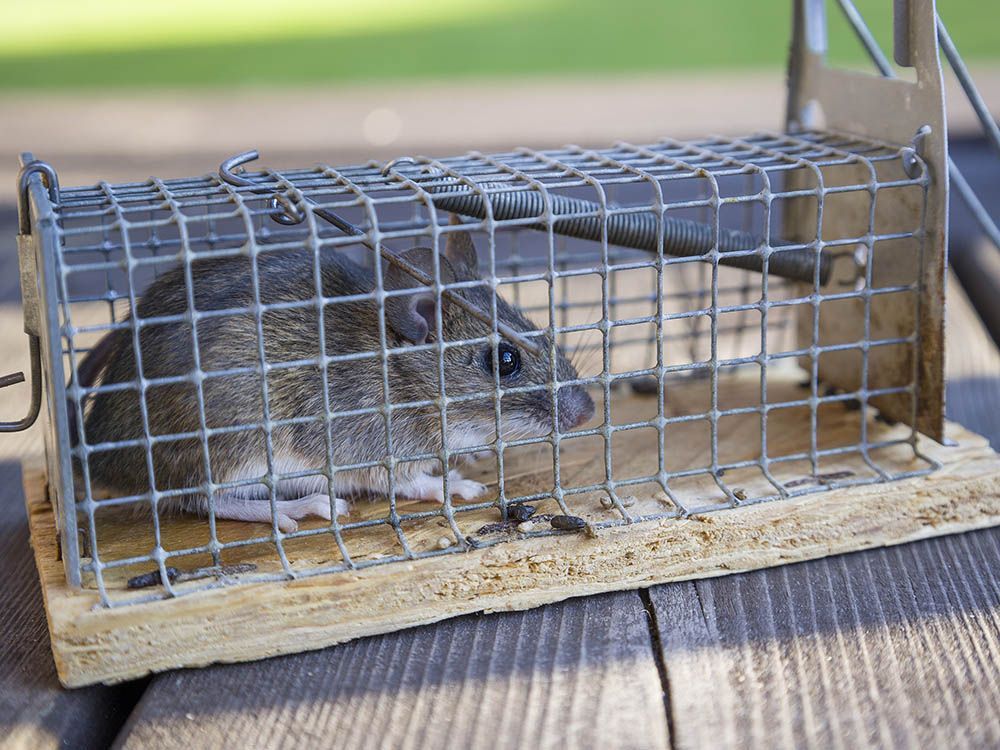A mouse is sitting in a cage on a wooden table.