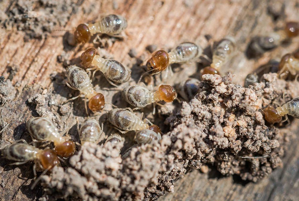 A group of termites are crawling on a piece of wood.