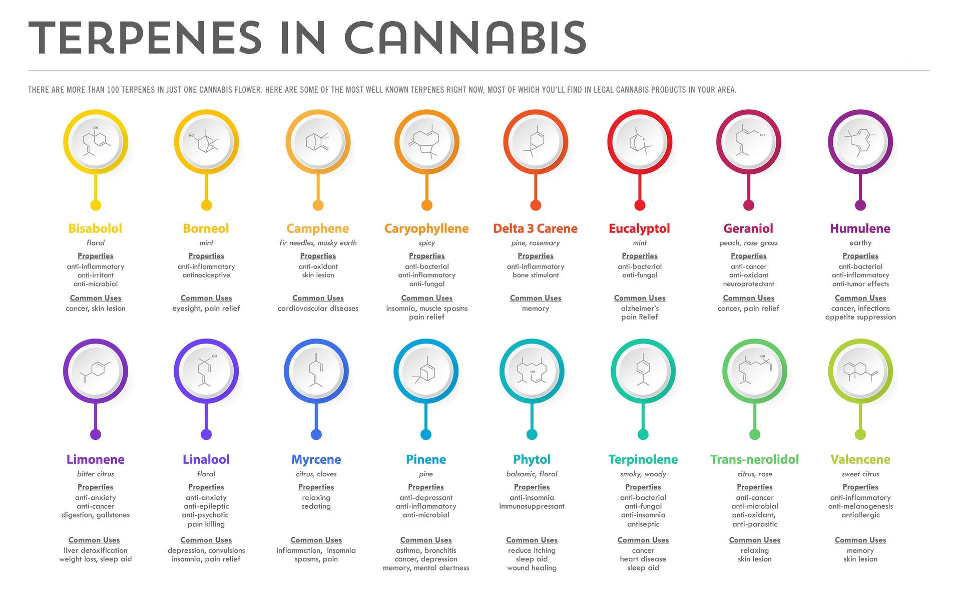BPG Dispensary Cannabis Terpenes Overview Infographic