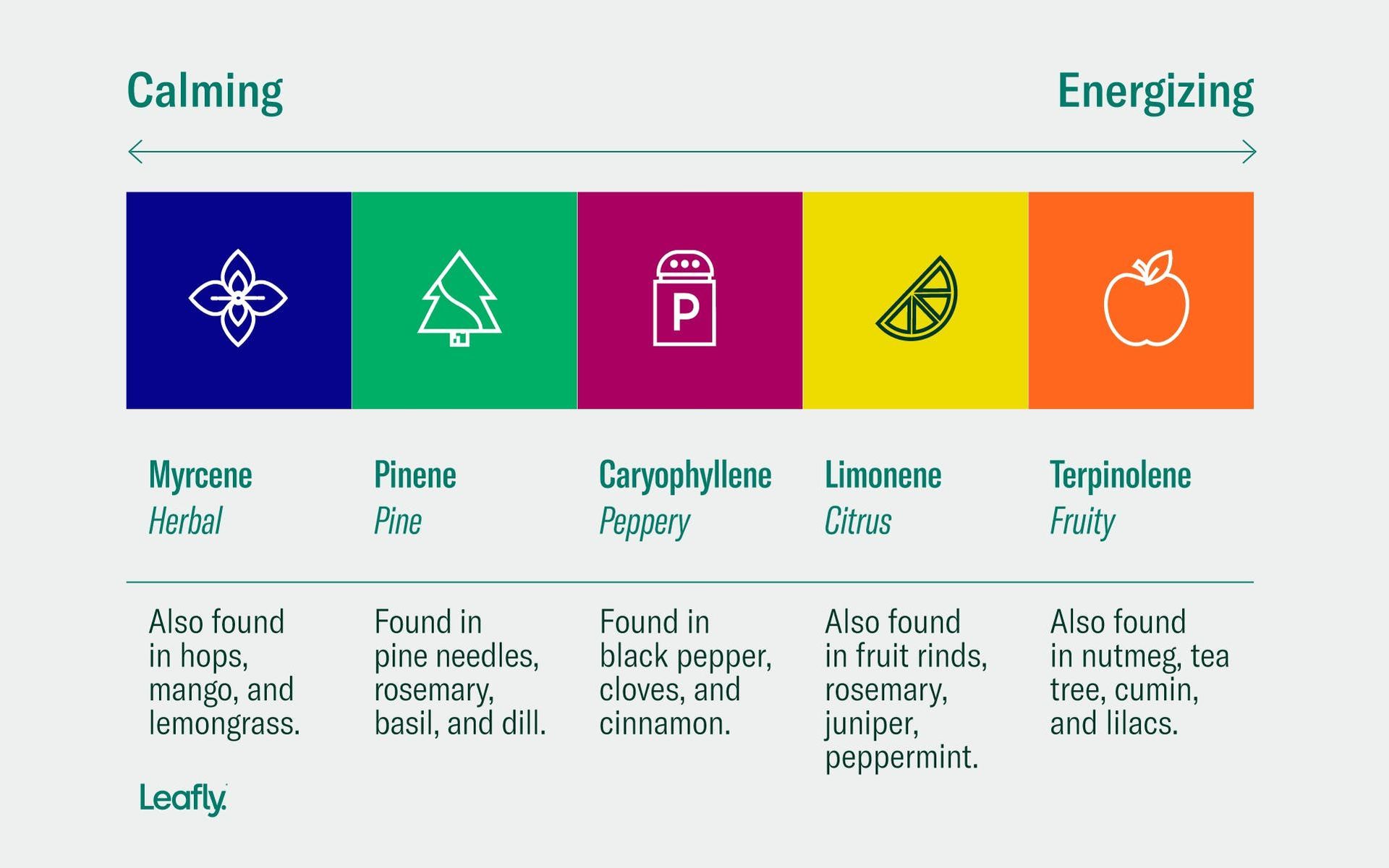 Cannabis Terpenes Infographic Leafly