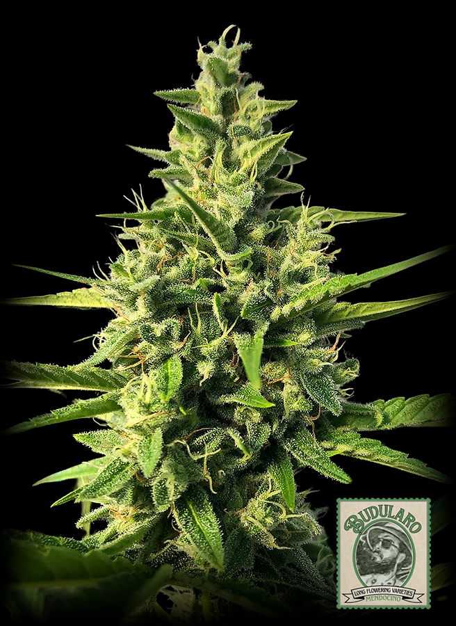 budularo cannabis nug