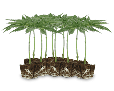 Vape cartridge with white mouthpiece, containing amber liquid.