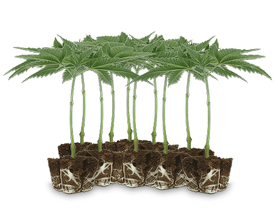 Vape cartridge with white mouthpiece, containing amber liquid.