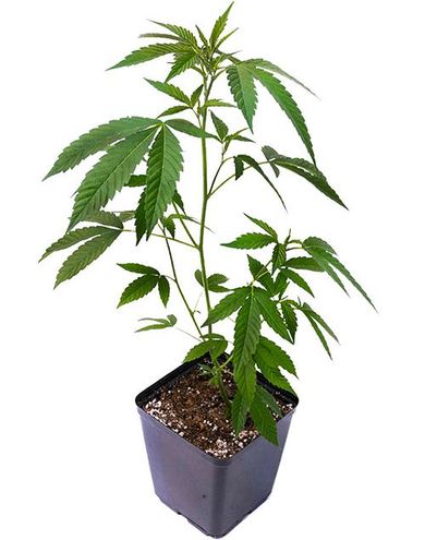 A box and cartridge labeled 