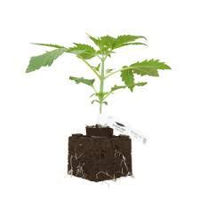 Stiiizy cannabis product packaging, including pods and boxes labeled Indica, Sativa, and Hybrid.