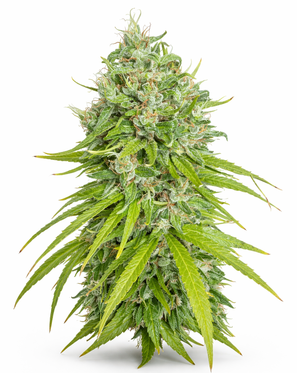 Black vape pen with a cartridge, next to a box containing a cartridge; product packaging: 