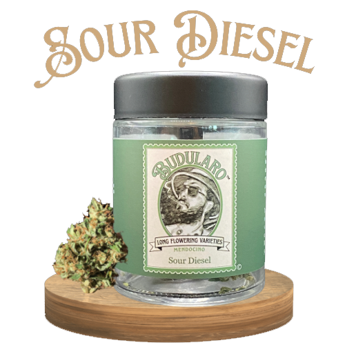 Vape cartridge with white mouthpiece, containing amber liquid.